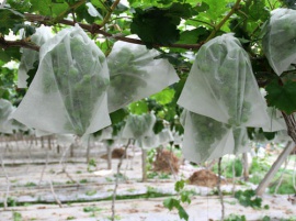 Bao xốp trái cây ( dạng lưới và vải không dệt)